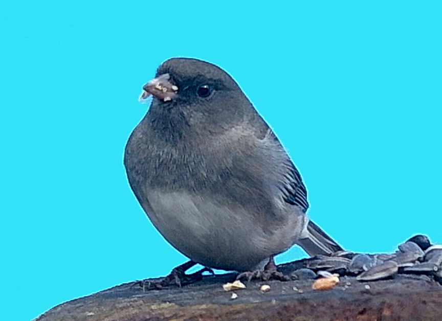 junco.jpg