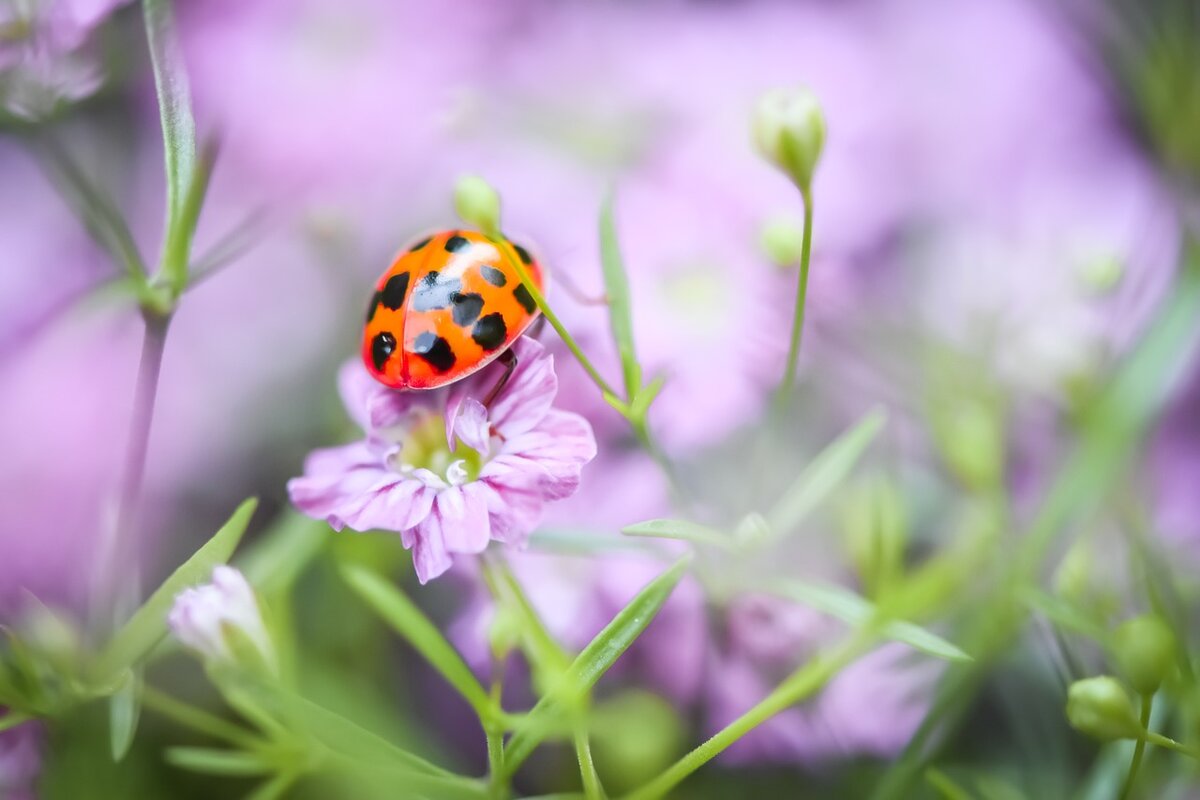 ladybug-7273814_1280.jpg