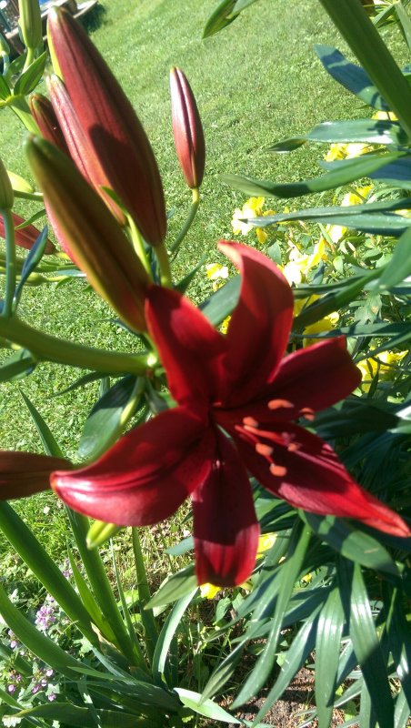 lily red just opening.jpg