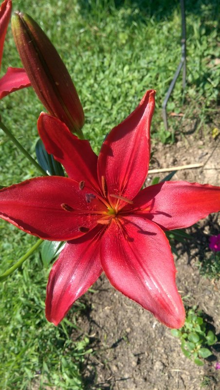 lily red open.jpg