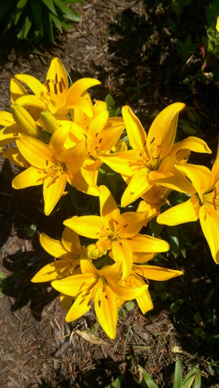 Lily Yellow.jpg