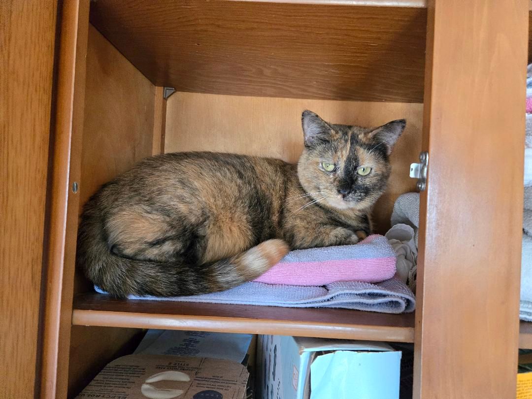 Lynx in the towel cabinet, 03-11-25.jpg