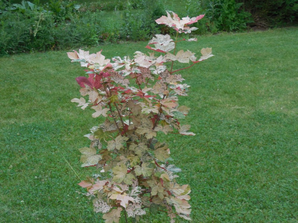 maple tree-Eskimo sunset.JPG