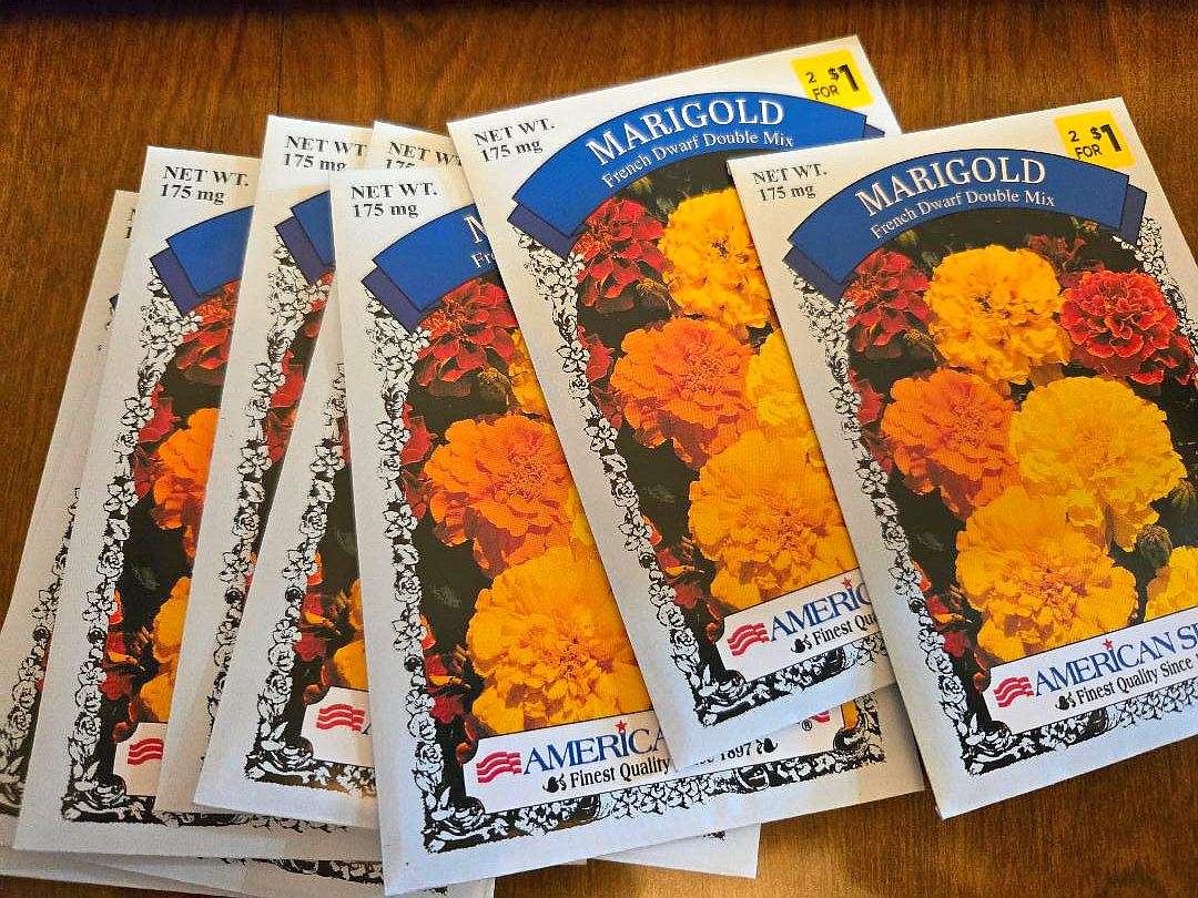 Marigold restock, 03-08-25.jpg