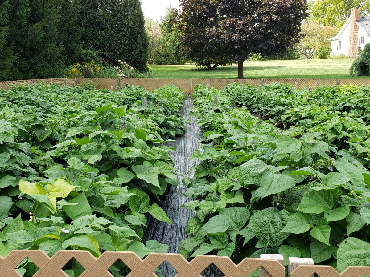 Massive Beans At Pheasant Lane  8-9-20.jpg