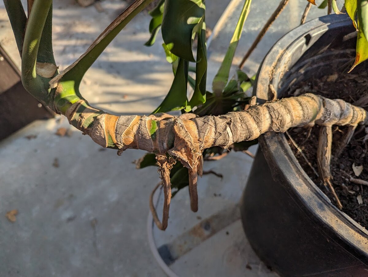 monstera-segments.jpg