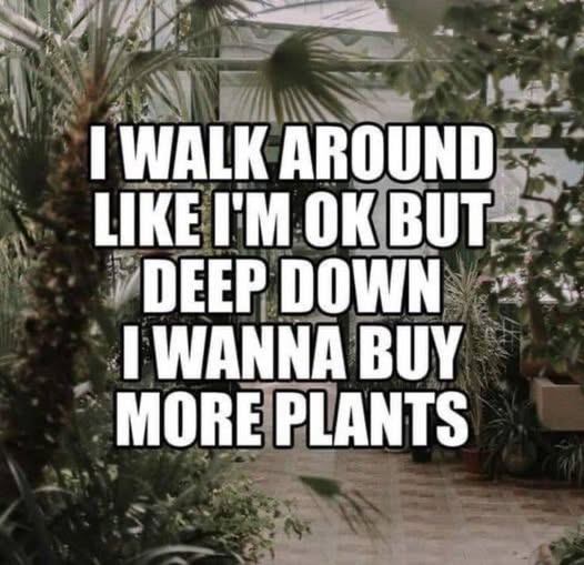 more plants.jpg