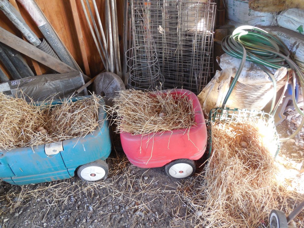 nesting boxes emergency.JPG