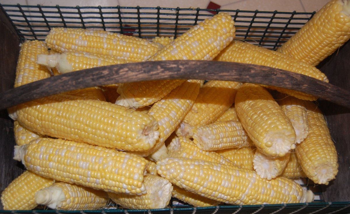 organic corn..jpg