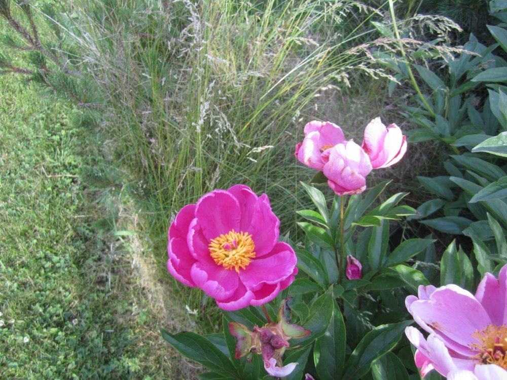 Peony1.JPG