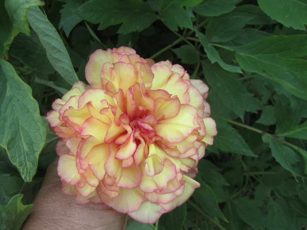 Peony8.JPG