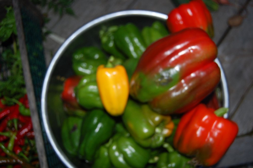 peppers 2 2014.jpg