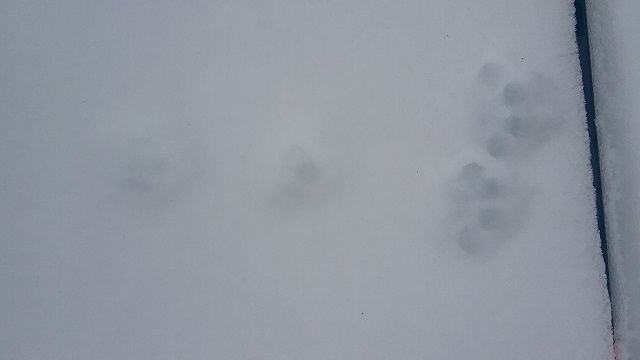 phone cat tracks.jpg