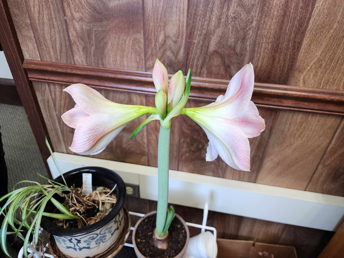 Pink amaryllis at DD's office, 01-09-25.jpg