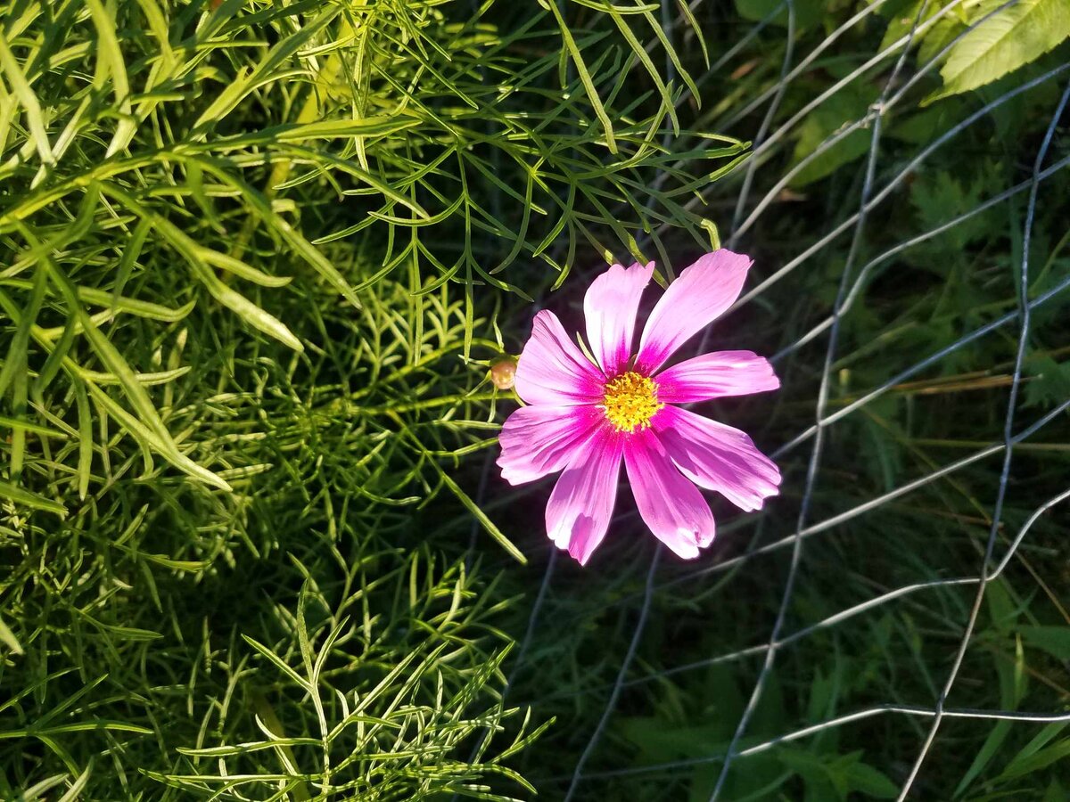 pink zinnia.jpg