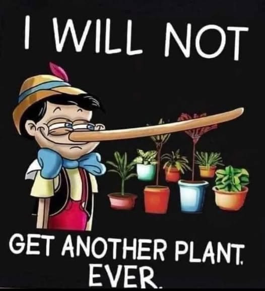 plant pinochio.jpg