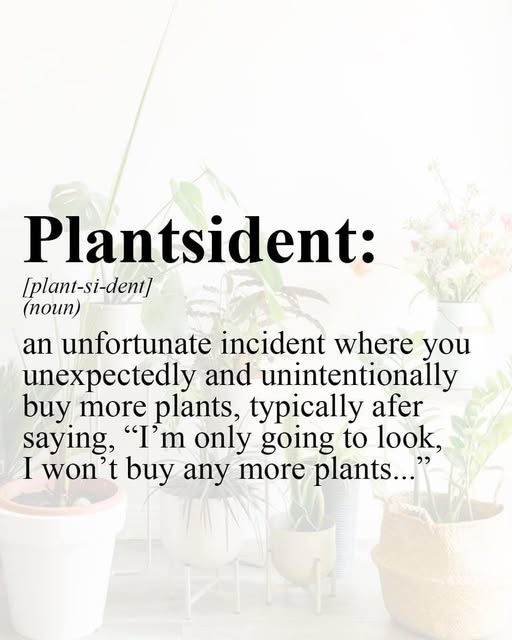 plantsident.jpg