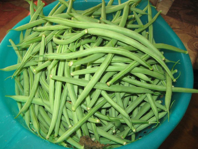 Pole beans picked.jpg