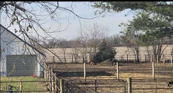 POnies sunning themselves, 12-09-24.jpg