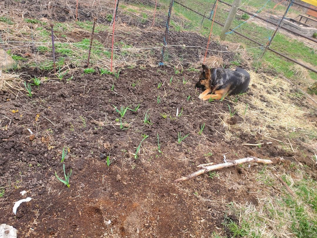 Porcelein garlic, 03-15-25.jpg