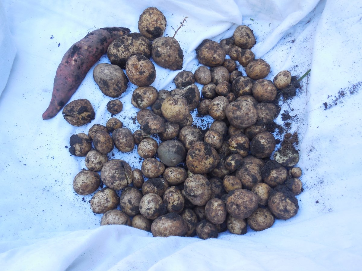 potato harvest 2016.JPG