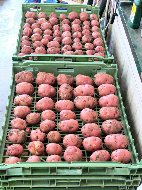 Potatoes_060714.jpg