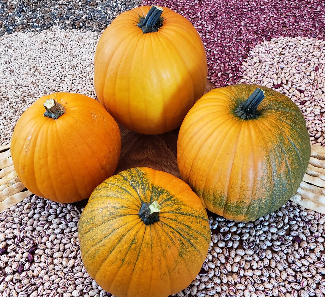 PUMPKINS 6 - 2024.jpg