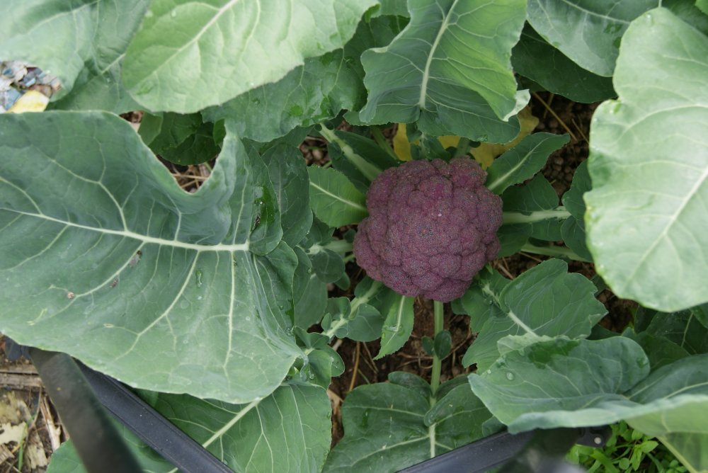 purple cauliflower.JPG