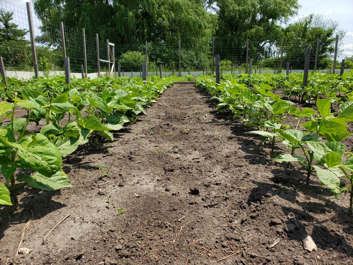 Raised Bed West Weeded 7-2-21.jpg