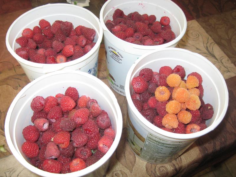 Raspberries.jpg