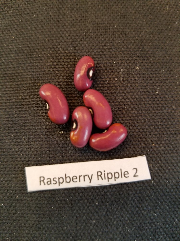 Raspberry Ripple 2A.jpg