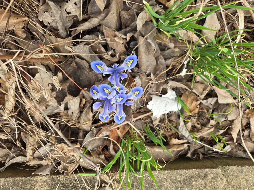 Sapphire Beauty Dutch Iris, 03-15-25.jpg