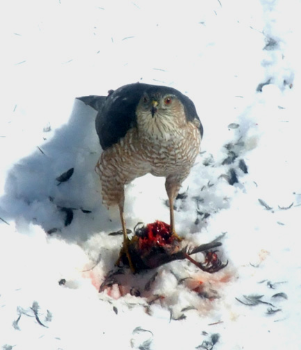 Sharp Shinned Hawk.jpg