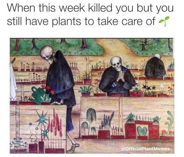 skelly garden.jpg