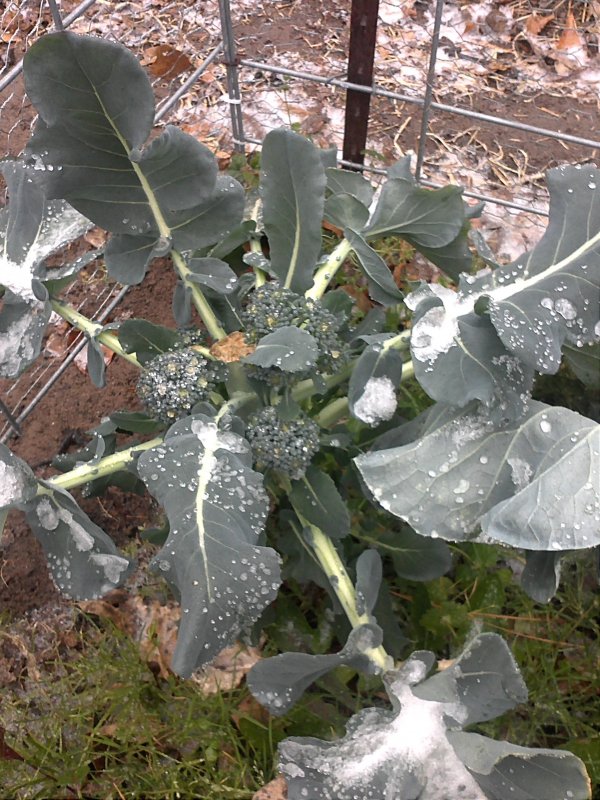 Sleet broccoli 1-28-14.jpg