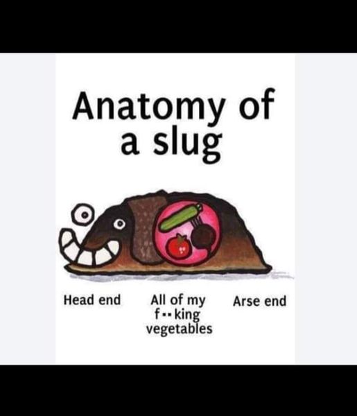 slug.jpg