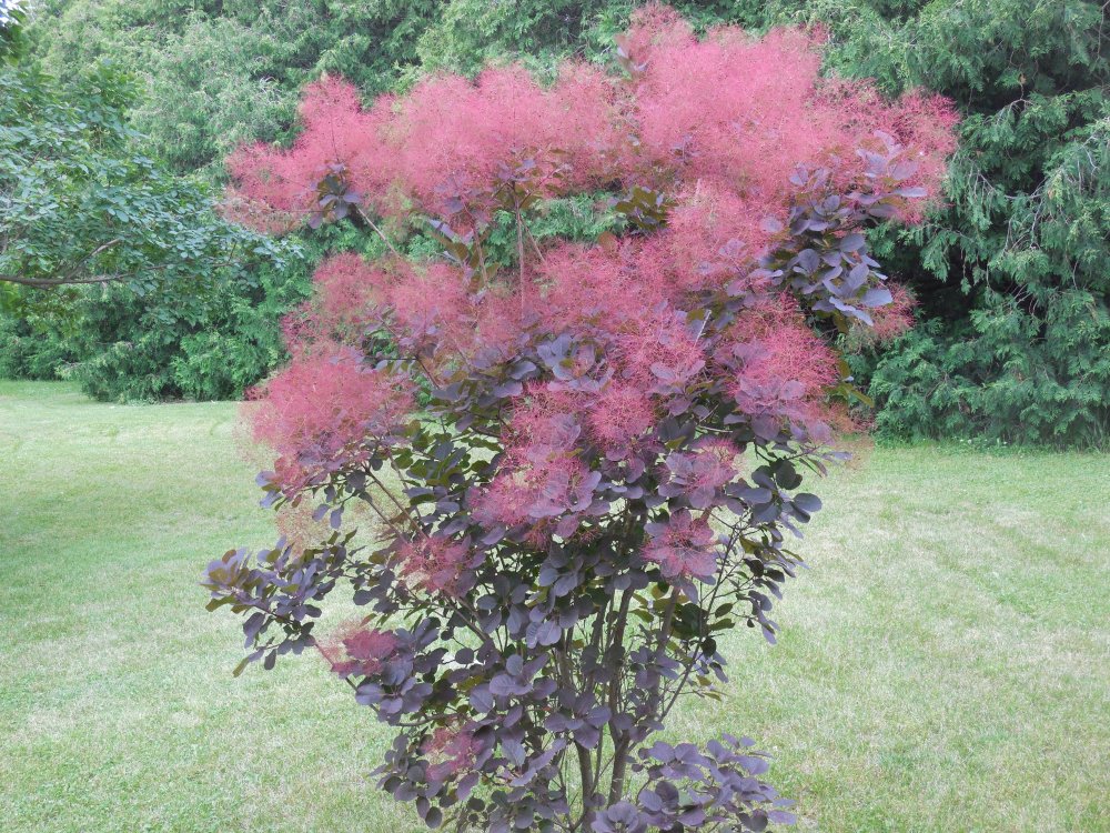 smoke tree red.JPG