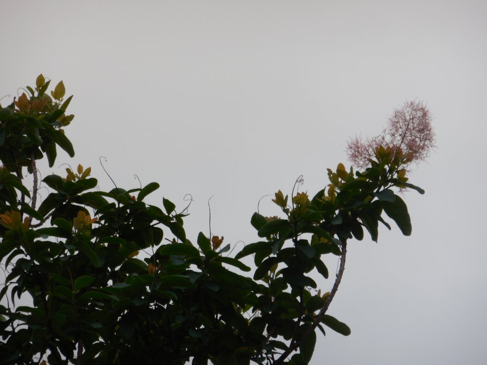 smoke tree white.JPG