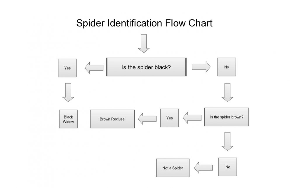 spider id.jpg