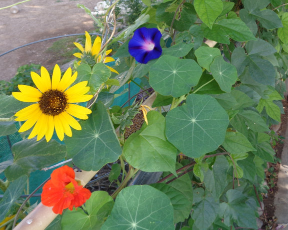 Sunflower Morning Glory Nasturtium email.jpg