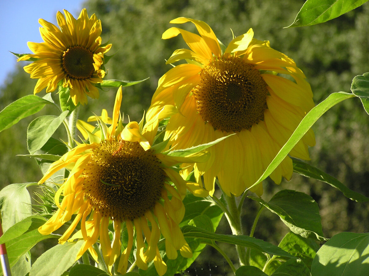 SunflowersTall1.JPG