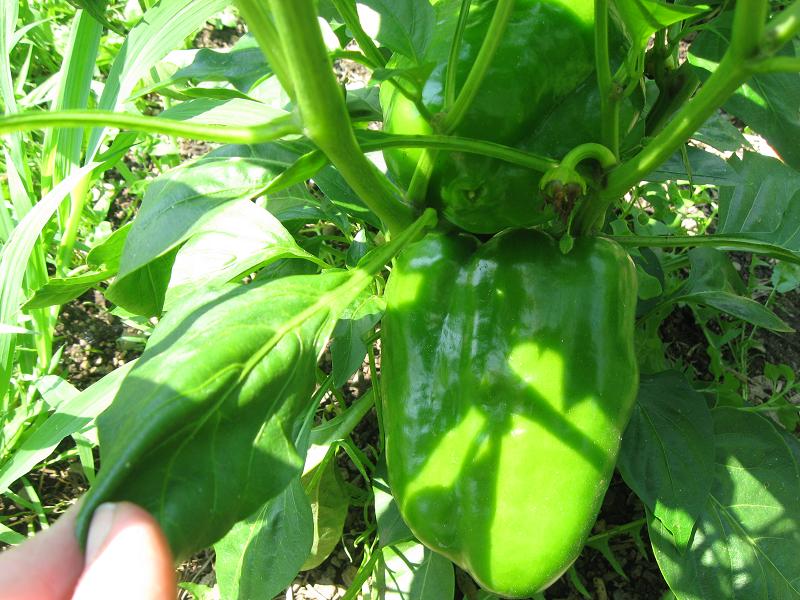 Sunsation peppers.jpg