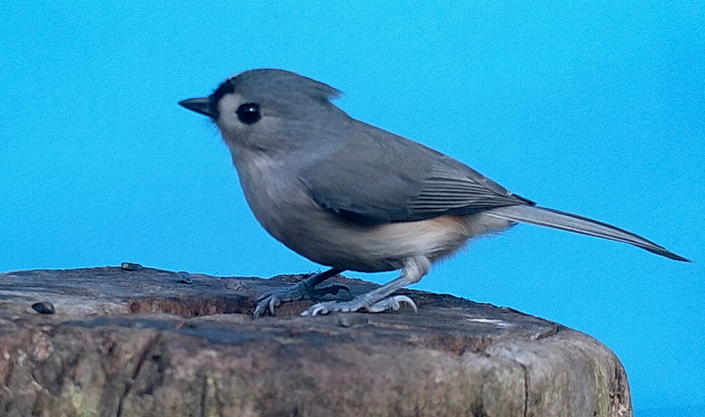 titmouse.jpg