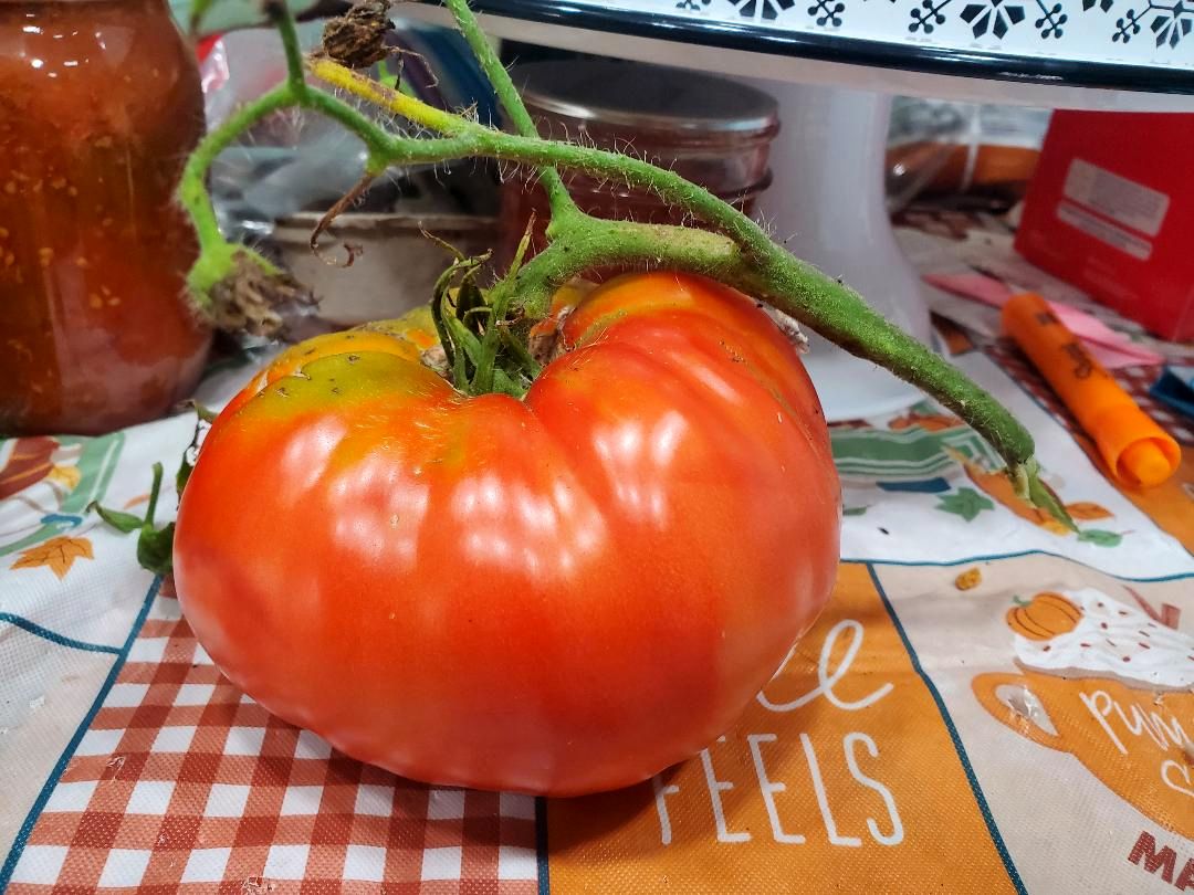 Tomato, beefsteak for lunch, 09-10-24.jpg