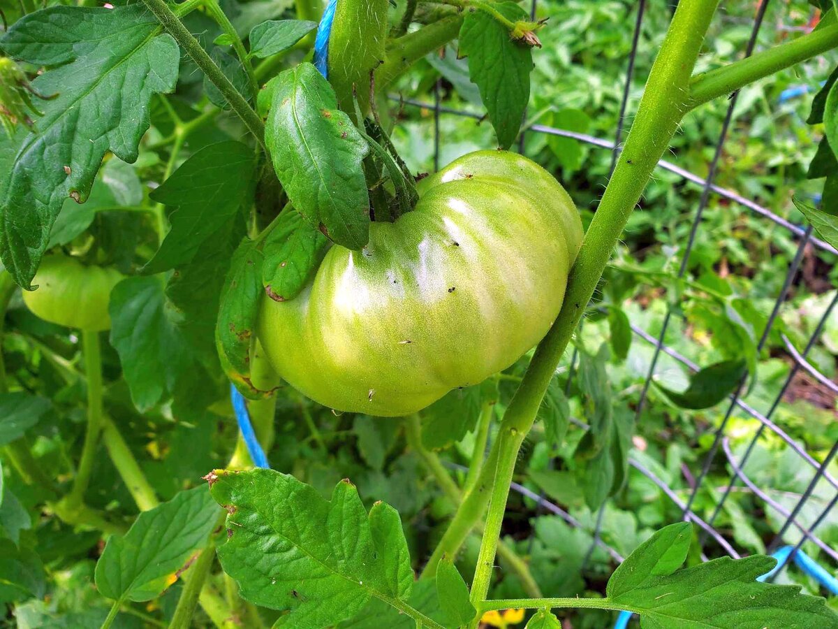 Tomato, beefsteak, getting ready to ripen, 08-12-24.jpg