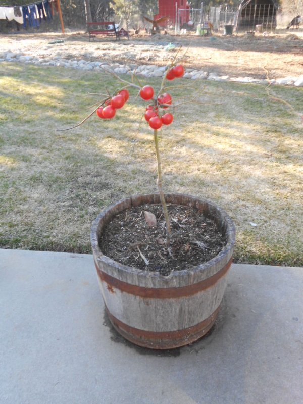 tomato tree 001.JPG