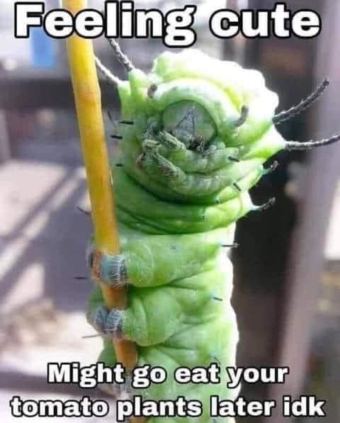 tomato worm.jpg