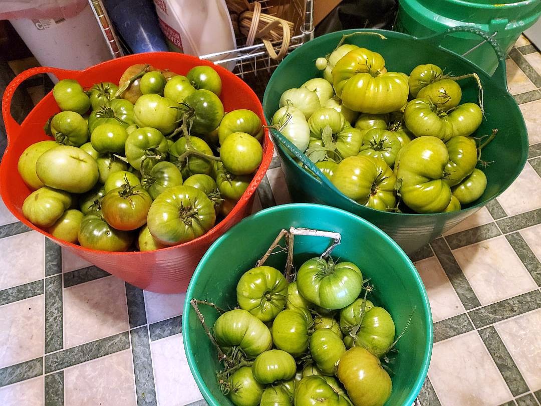 Tomatoes, 10-15-24.jpg