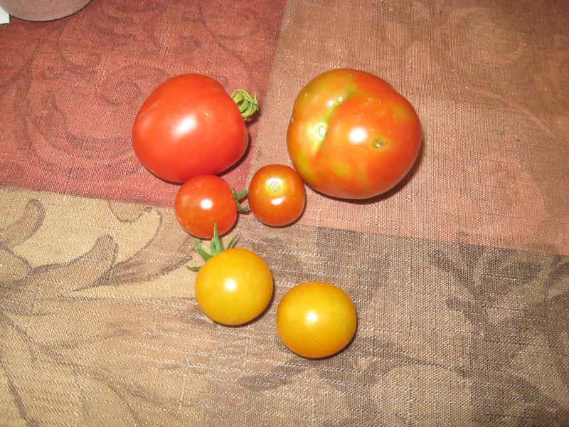 tomatoes and cherry tomatoes.jpg