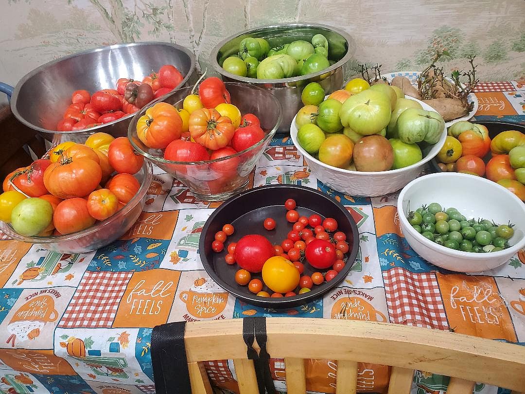 Tomatoes ripening, 10-30-24.jpg